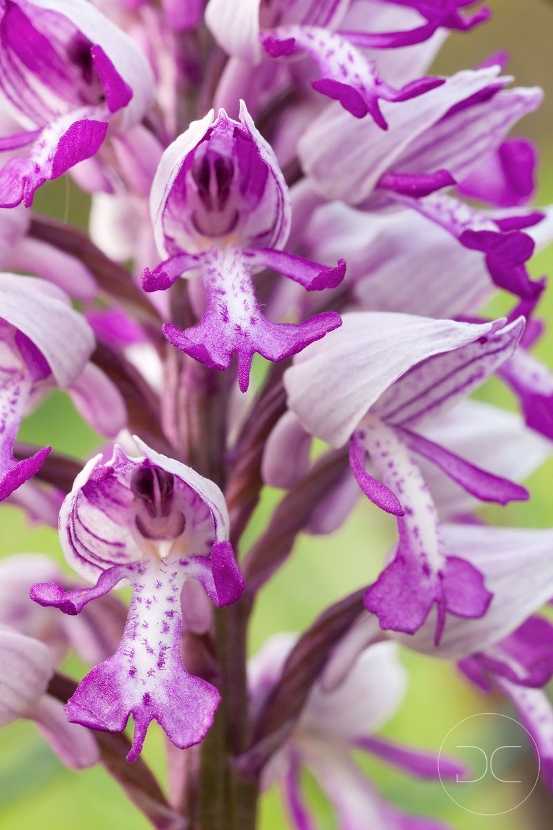 Military Orchid - You never forget the first time you see these incredible 'soldiers' smiling back at you.
#wildflowerhour