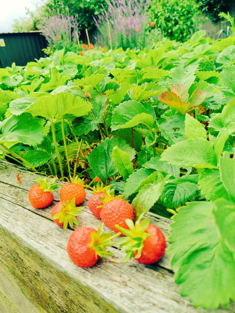 Harvest time in the Rosebery garden