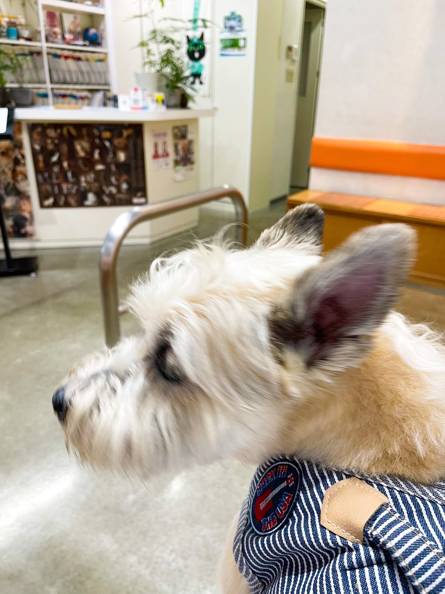 atelierjuns's tweet photo. 今晩　ゴエモンだワン　さっき動物病院に行ってきたよ
寝冷えかな？お腹壊したんやん　俺病院めっちゃ怖いねん
ブルブルおどおどだったワン　お薬貰って帰れるー　ほっとしたワン https://t.co/7z59NkSqAK