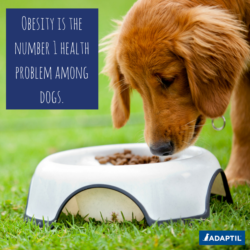 #PetObesity can cause a wide range of health issues for your pet &amp; can even shorten their life! Why not swap a #dogtreat for a crunchy 🥕 or a cuddle instead? #AskUs at your pets next appointment if you need #dietadvice for your pet. #HelpFightPetObesity