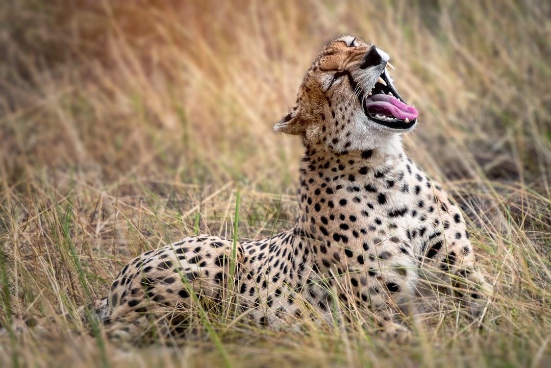 followalicecom's tweet photo. That Friday feeling! 🥳 Have a lovely weekend travel fam!
#followalice #tanzaniasafari #travelwithfriends #adventure #adventuretravel #travelphotography #explorepage #bucketlist #adventurer #nature #travelgram #traveltheworld #safari #tanzania https://t.co/fbSAUzOWMB