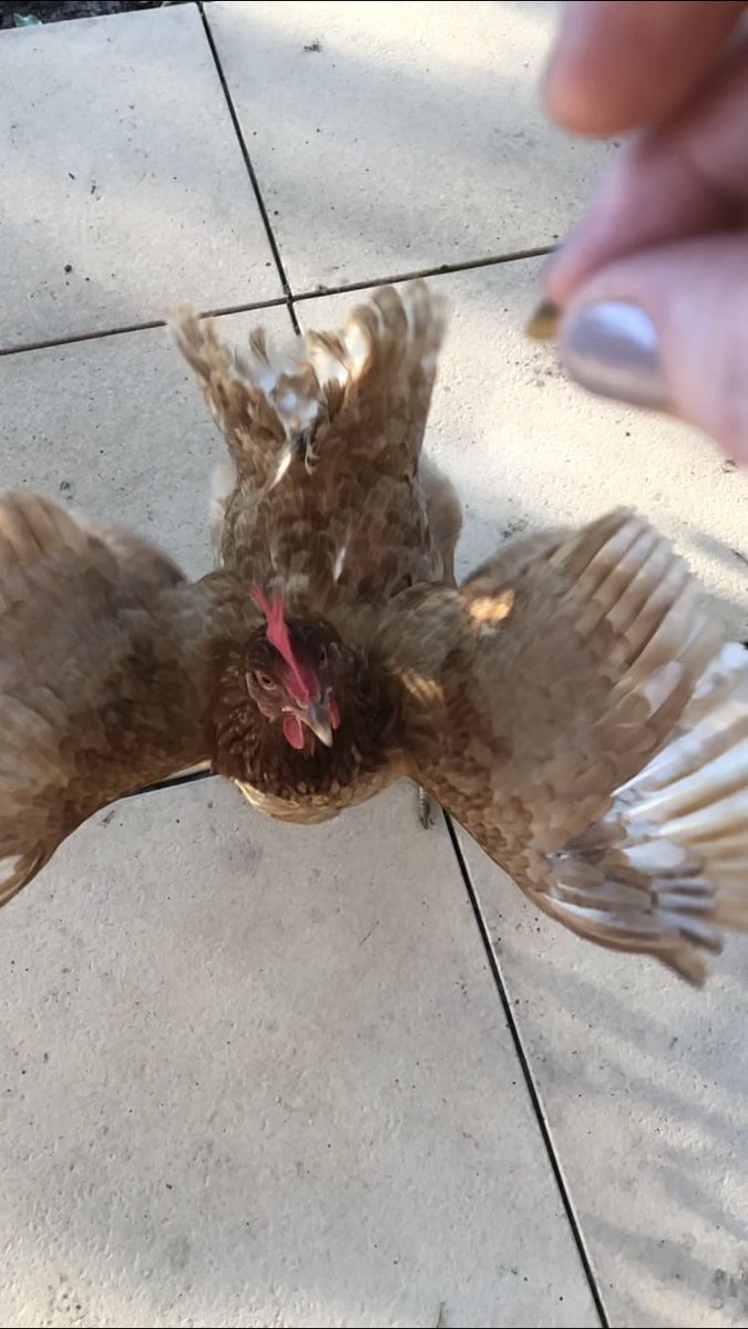 ball_janine's tweet photo. @ben_jones1977 @joshjoshbegosh @RexChapman We love our funny chooks too! 😍 https://t.co/Q91tytllIN
