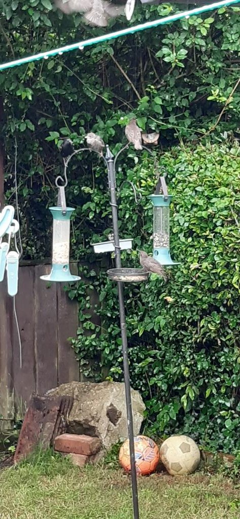 CommsCollab's tweet photo. @Isabel__Eaton It's no wonder my bird feeder keeps tipping over😅 #birbs https://t.co/n0Gg28d8kA