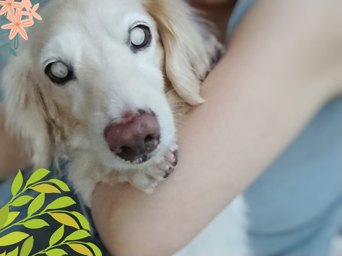 ট ইট র 伊藤ゆき Yukky 今日は調子よし この時間はベランダ近くをツバメが遊び回るのでミルちゃんクンクンタイム 痴呆犬 ミニチュアダックスフンド ダックス ミルク シニア犬 Dachshund Dog 秘密結社老犬倶楽部