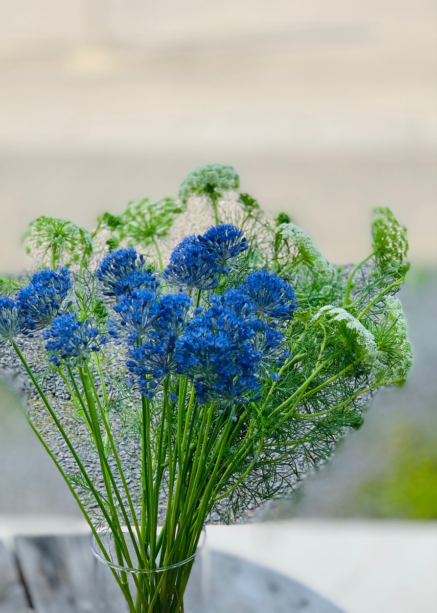 Flowershop Hanaclub Flowerschool F Message A Twitter 今日のお花はふたつ アリウムブルーパフューム 花からほのかにバニラの香りがする らしい 私は鼻炎持ちで確認できず ホワイトレースフラワーグリーンミスト グリーンと言うけど白だった ということは