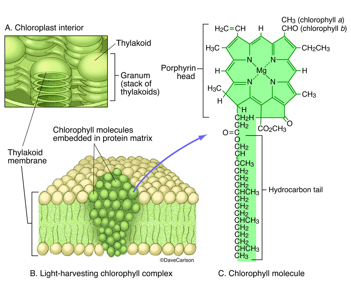 Chlorophyll a - Wikipedia