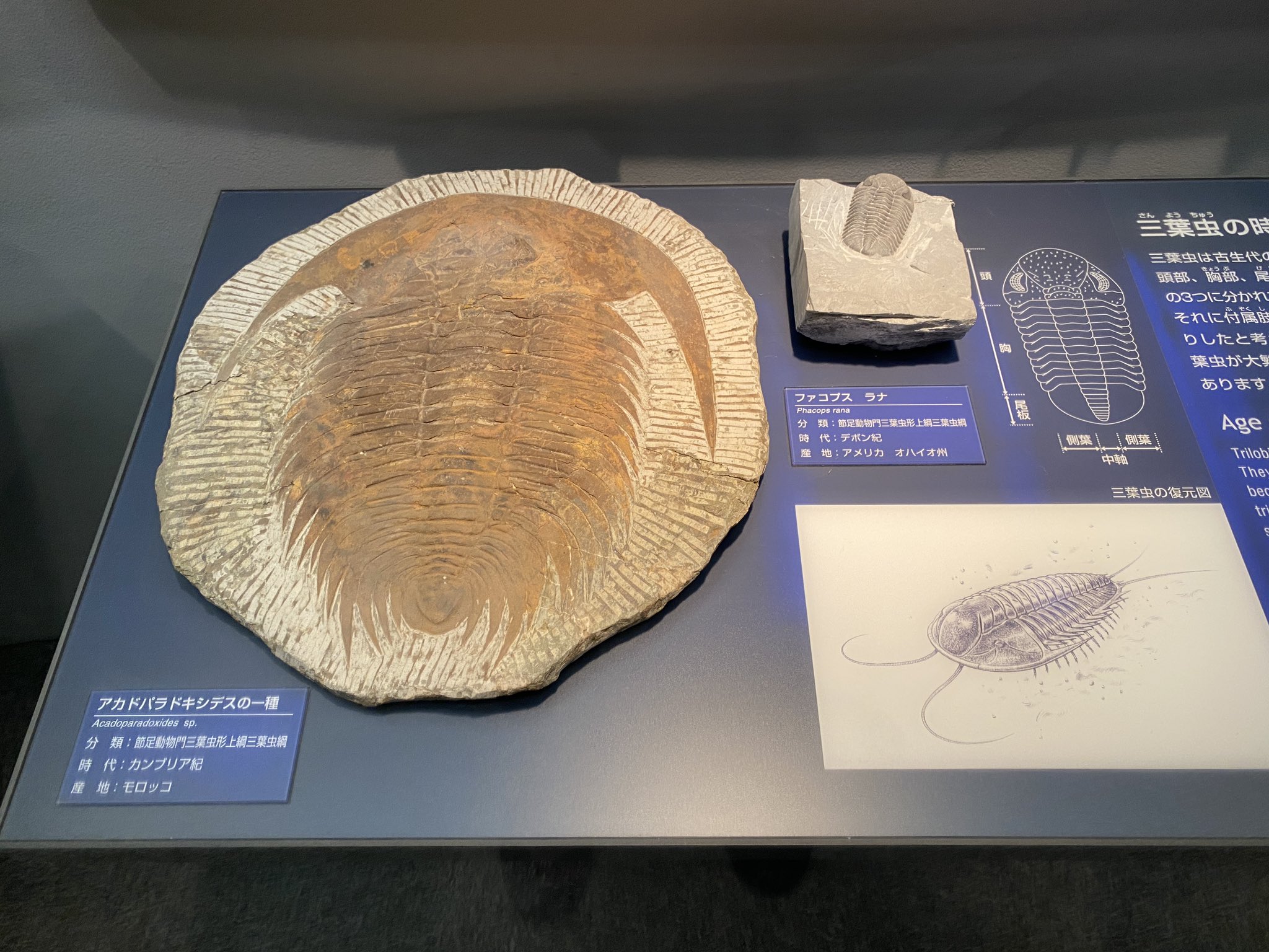 化石 骨格 標本 三葉虫 アサフス 美麗標本-