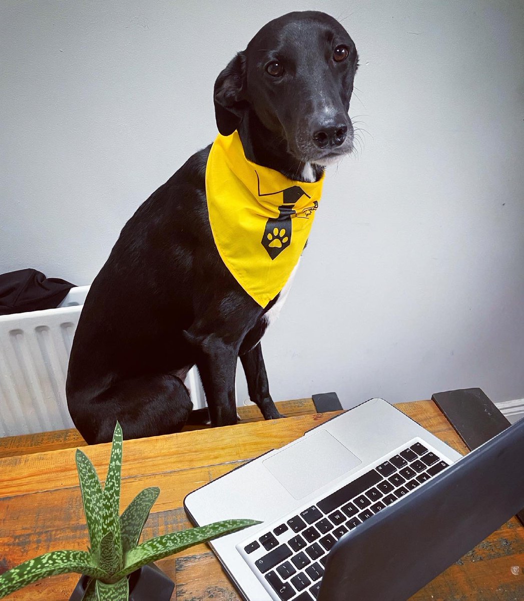 Me2You Gift Card (@fromme2you_gift) on Twitter photo Our “Barketing Manager” overseeing us WFH today in his best “tie” for <a href="/DogsTrust_IE/">Dogs Trust Ireland</a> #DogFriendlyIrelandDay 💛 Has your dog been keeping you sane while you work from home? Show us in the comments! Our “Barketing Manager” overseeing us WFH today in his best “tie” for <a href="/DogsTrust_IE/">Dogs Trust Ireland</a> #DogFriendlyIrelandDay 💛 Has your dog been keeping you sane while you work from home? Show us in the comments!