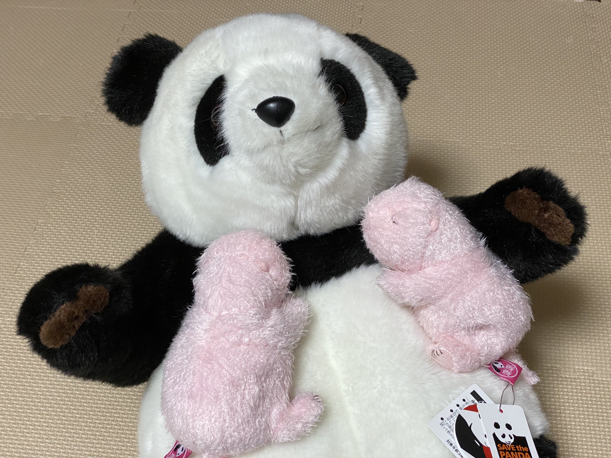毎日パンダ 双子の赤ちゃんは健康状態良好 お乳をちゃんと飲めているようでとても安心しています 現在2頭同時ではなく入れ替えで育てています T Co Z8ndybqrc9 毎日パンダ 双子の赤ちゃんは健康状態良好 お乳をちゃんと飲めているようでとても安心しています 現在2頭同時ではなく入れ替えで育てています T Co Z8ndybqrc9