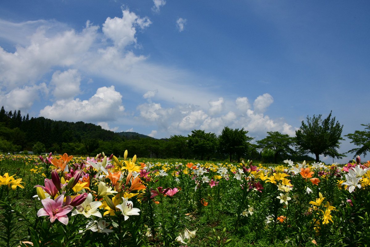 ホッシー Photo V Twitter 山形県飯豊町のどんでん平ゆり園に行ってきました 天気にも恵まれてカラフルな満開のユリを楽しんできました ファインダー越しの私の世界ᅠ 写真好きな人と繋がりたい 東北が美しい 東北でよかった どんでん平ゆり園