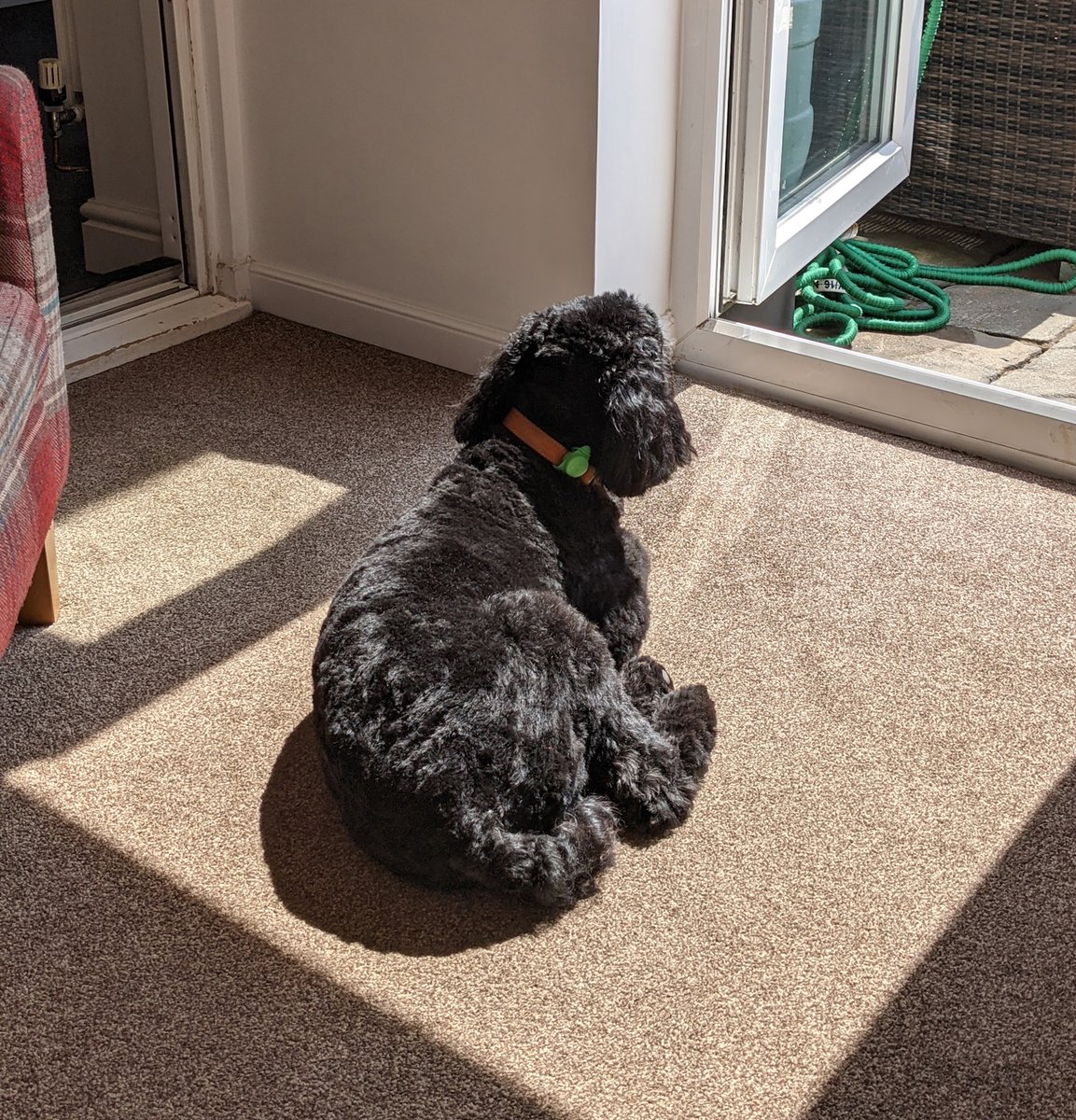 Today is #takeyourdogtoworkday I'm so lucky to be able to do that everyday, shame Ruben can't use a computer I could put him to work instead of lazing in the sun!
#dogsworkingfromhome #dogsofinstagram #dogsintheoffice #dogsintheofficemakeahappyworkplace