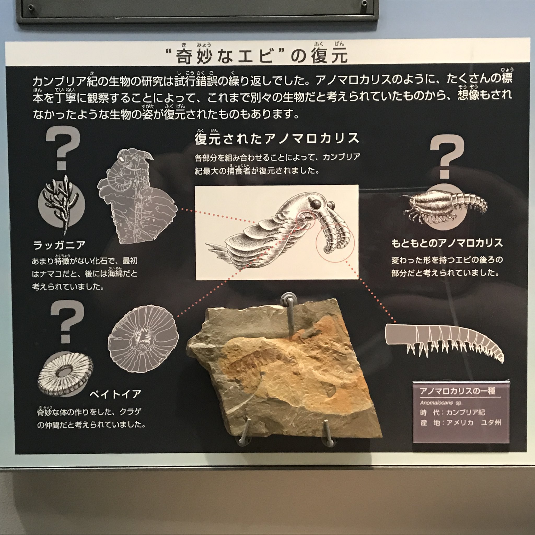 Uoichiba Yuta Tsukiji Fossilfriday アノプスとアーマルドは有名な古生物であるアノマロカリスが元ネタのようです 特に進化前のアノプスは 外見がアノマロカリスだと直感できる素晴らしいデザインで 個人的に好きなポケモンの一つです T