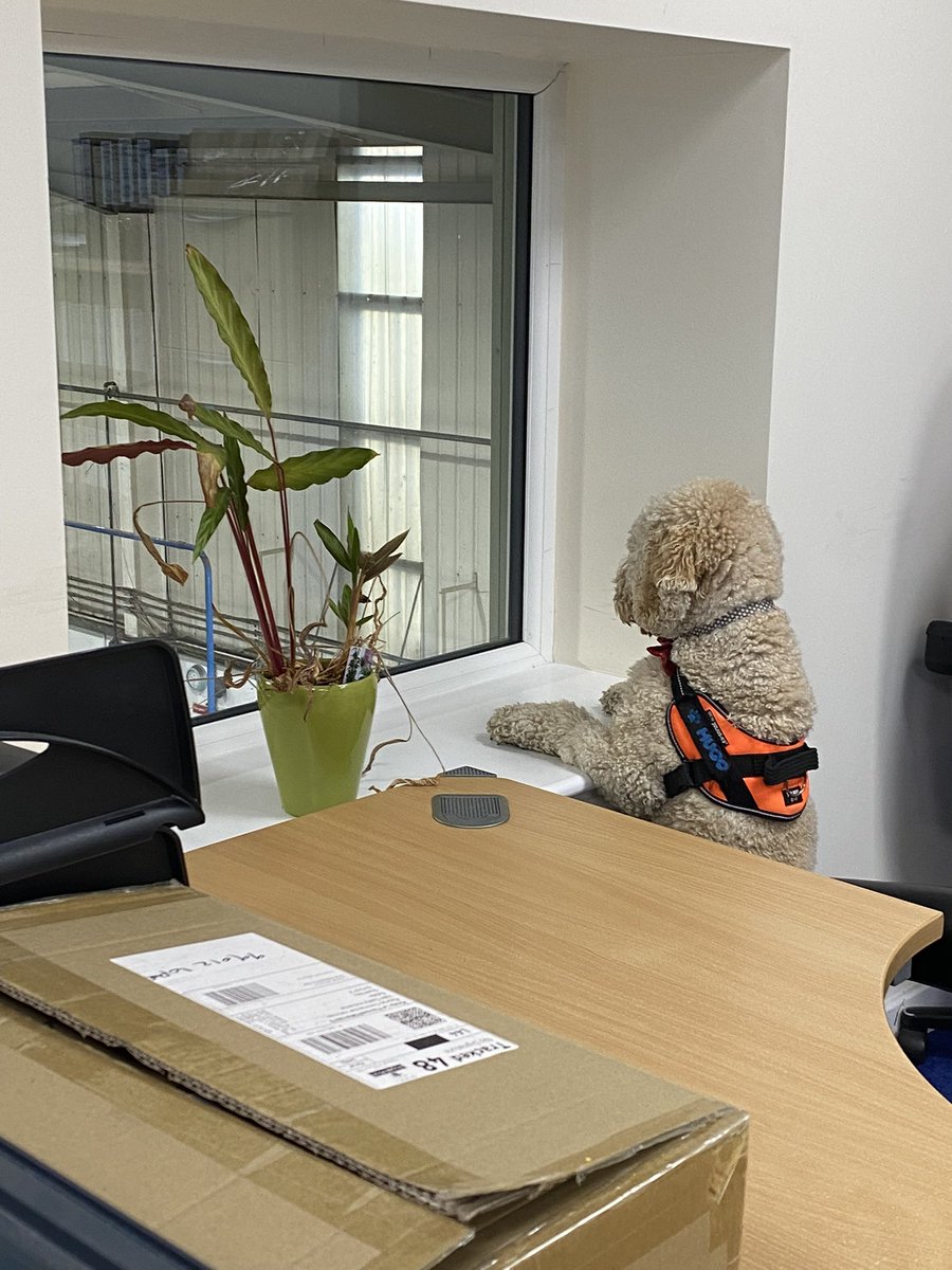 annj1207's tweet photo. Hugo enjoyed his day in the office today!!! 😍🐾 #BringYourDogToWorkDay https://t.co/Nhw7MmxCOI
