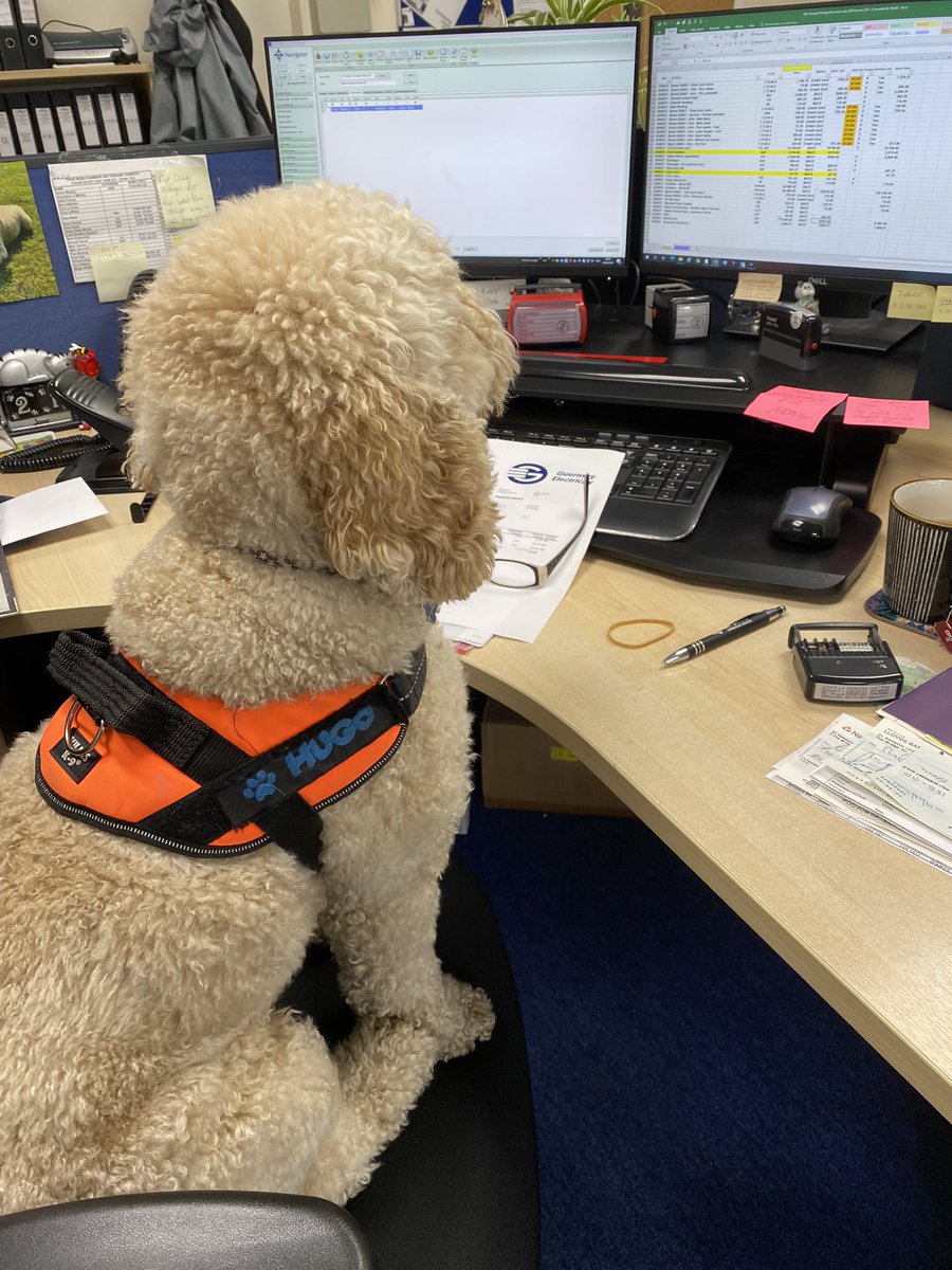 annj1207's tweet photo. Hugo enjoyed his day in the office today!!! 😍🐾 #BringYourDogToWorkDay https://t.co/Nhw7MmxCOI