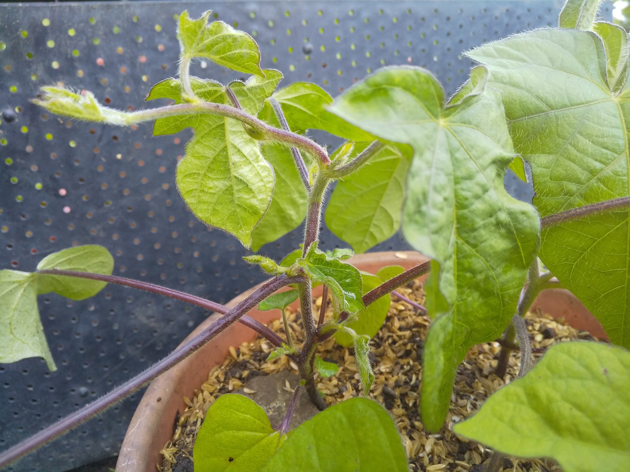 陽炎 Ipomoea Hederacea I Nil アメリカアサガオ由来の性質 本葉 ５ ６枚目で茎が北側ヘ屈曲し 下の子蔓が伸長してくる 子蔓も縦ではなく巻き付くものがなければ横方向ヘ伸びていくため アサガオにはない匍匐にかかわる遺伝子 なのかもしれない