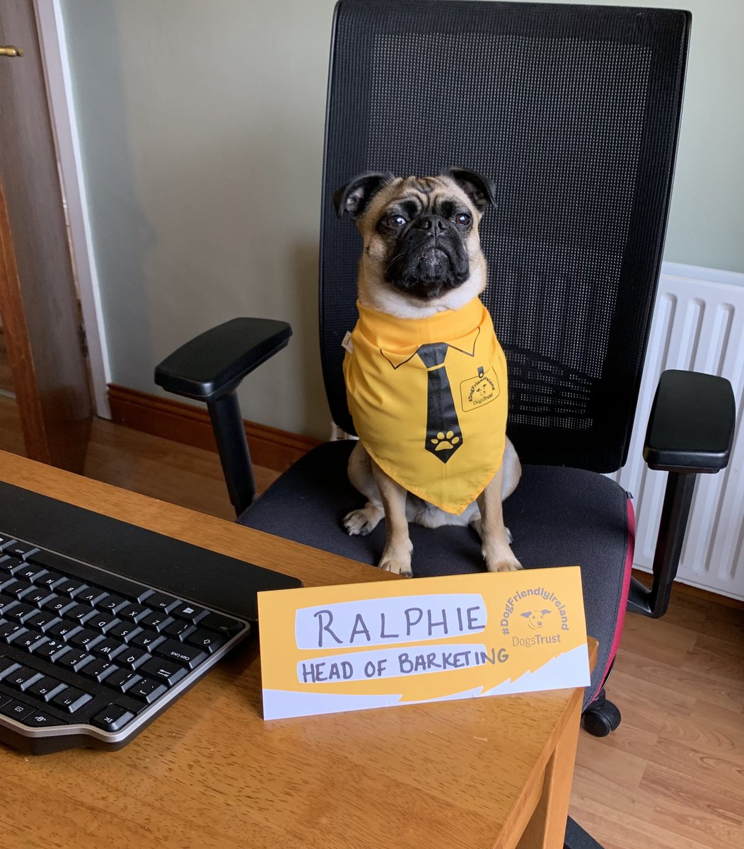 FloodAl's tweet photo. Ralphie joined us from @DogsTrust_IE last year and quickly worked his way up the ranks to Head of Barketing. Its hard to tell by his face but he's really excited about his first ever #DogFriendlyIrelandDay https://t.co/65WNHCKsVZ