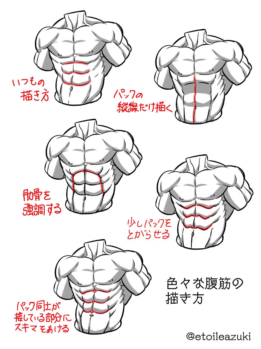 Twitter筋肉の描き方シリーズ 腹筋 筋肉のイラスト制作のことなら 筋肉イラスト製作所