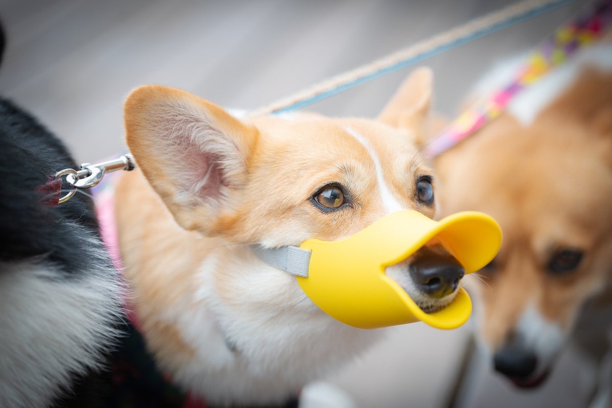 アヒル犬