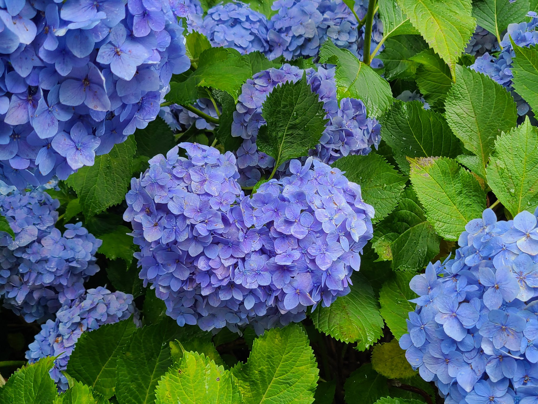 緑のあひる ハート の紫陽花み け ライナスと一緒に 土砂降りからの晴天 暑すぎ 紫陽花 ハート T Co Zvwcngqz8q Twitter