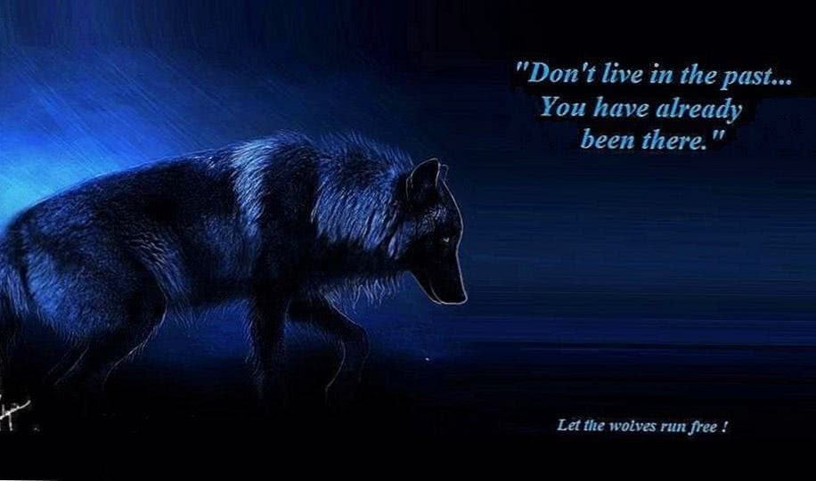 WOLFSanctuaryCO's tweet photo. Wolf Motivational Quote courtesy of Let The Wolves Run Free https://t.co/4OsfWJdIXC