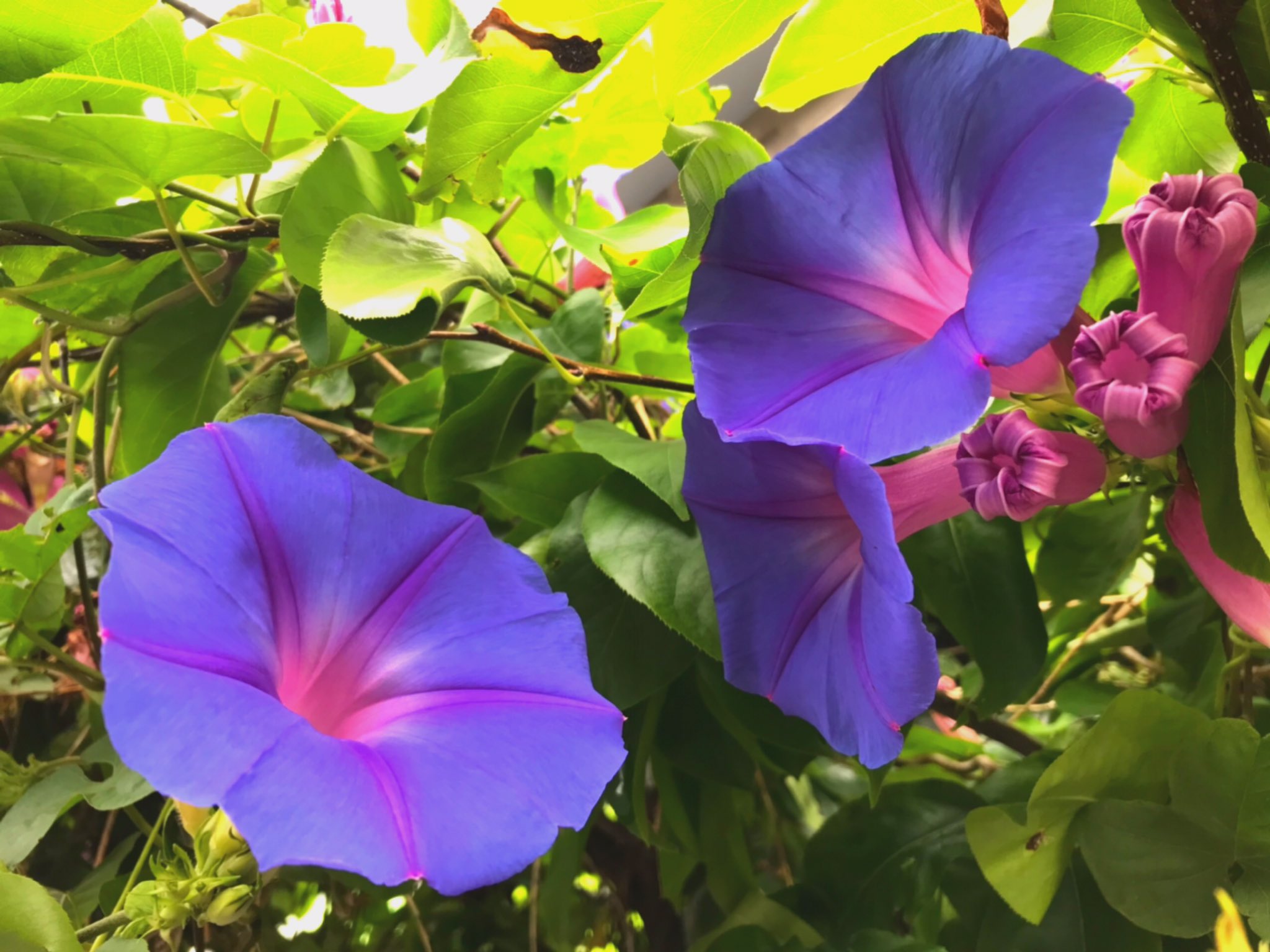 くまみ 真ん中に赤のオーバーレイがかかっているみたいな色の朝顔と 虫注意 イベリス 多分 の花にとまってお食事中のミツバチちゃんの写真を撮りました T Co V9vagxfntx Twitter