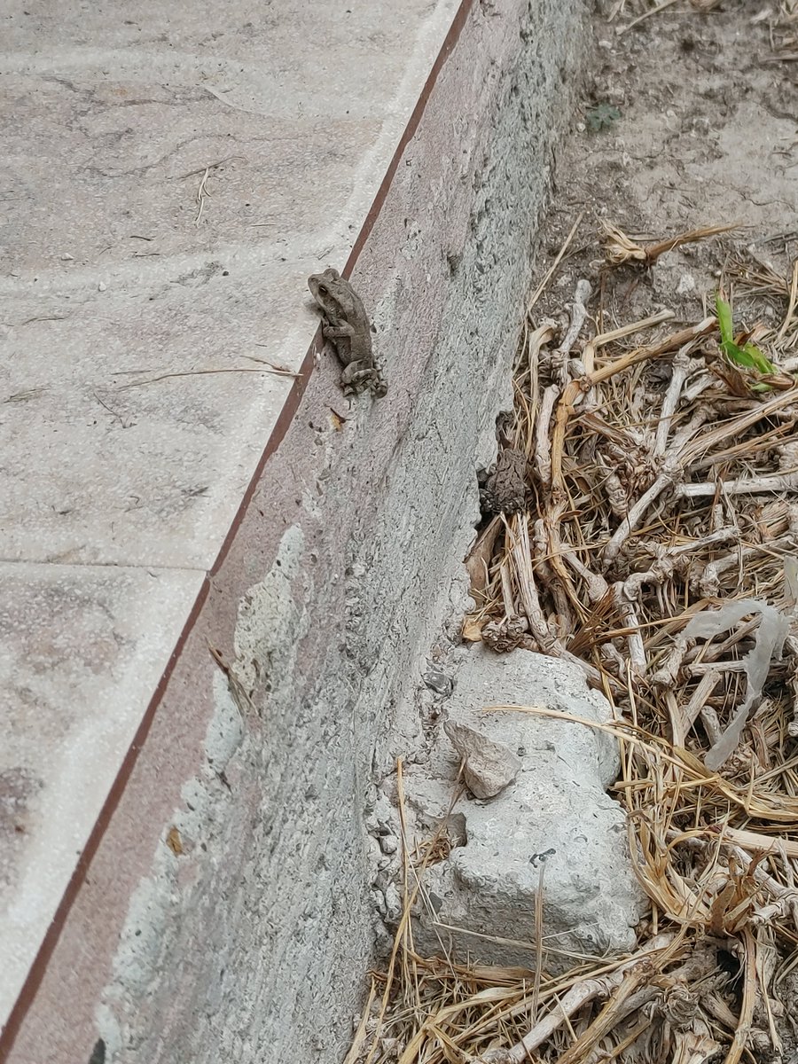 FreddyVelaTv's tweet photo. I need some help identifying these little buddies outside my house! 

What kind of frogs are these, and are these the same ones that get big and stalk me at work?

Thanks for your help in advance!

#frogs #animals #backyardpets #whatarethey https://t.co/10WFWM07ma