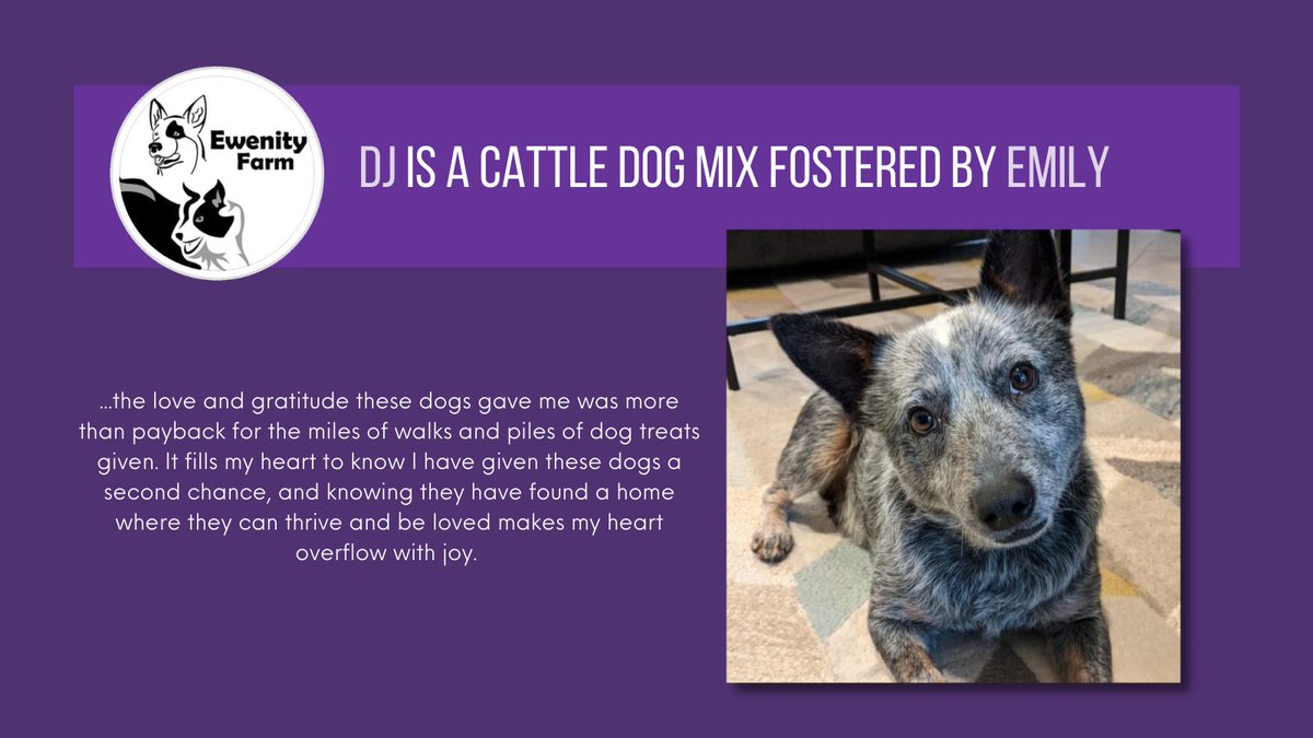 ewenity's tweet photo. It's FOSTER FRIDAY, a day to celebrate the fosters who make it possible for us to keep saving dogs. Today we're featuring Emily, who's fostering a cattle dog named DJ. You can find information about fostering *and* about DJ on our website! https://t.co/fOeWzQDv9V