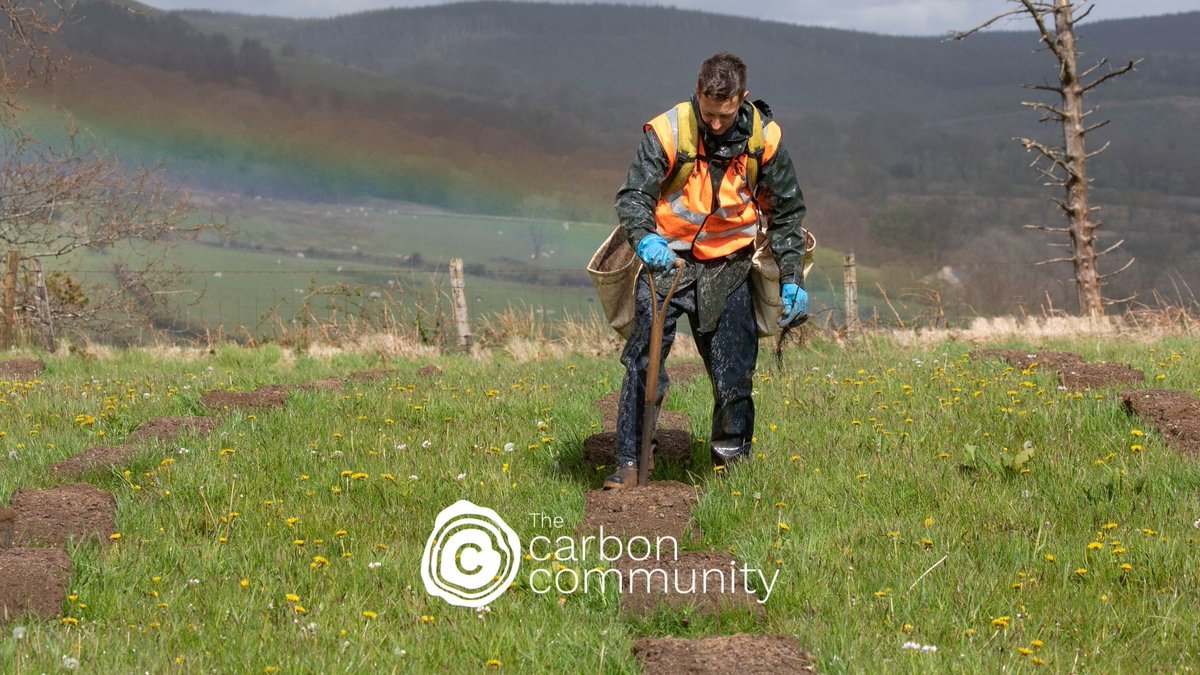 Our world-first #CarbonStudy wouldn't be possible without the commitment of our planters, who've carefully planted each test cell. It's hard work! 🌱💪 Thanks <a href="/TilhillForestry/">Tilhill Forestry</a>! 
Get involved with our project in #Carmarthenshire: carboncommunity.org #ForestsForCarbon🍃