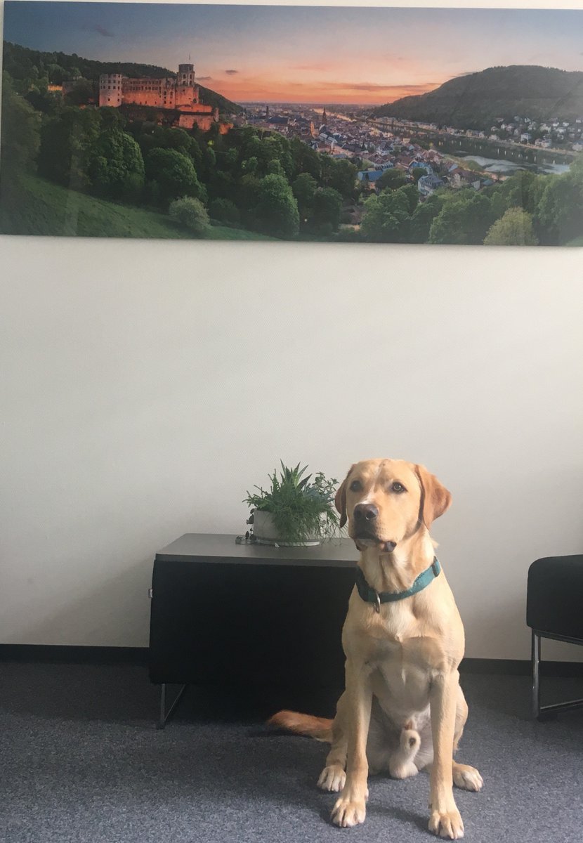 dosinggmbh's tweet photo. Lemmy aus der Dosing grüßt alle Bürohunde!
#Bürohundtag #Dosing #Dedalus #AMTS https://t.co/aDtdk1nQud