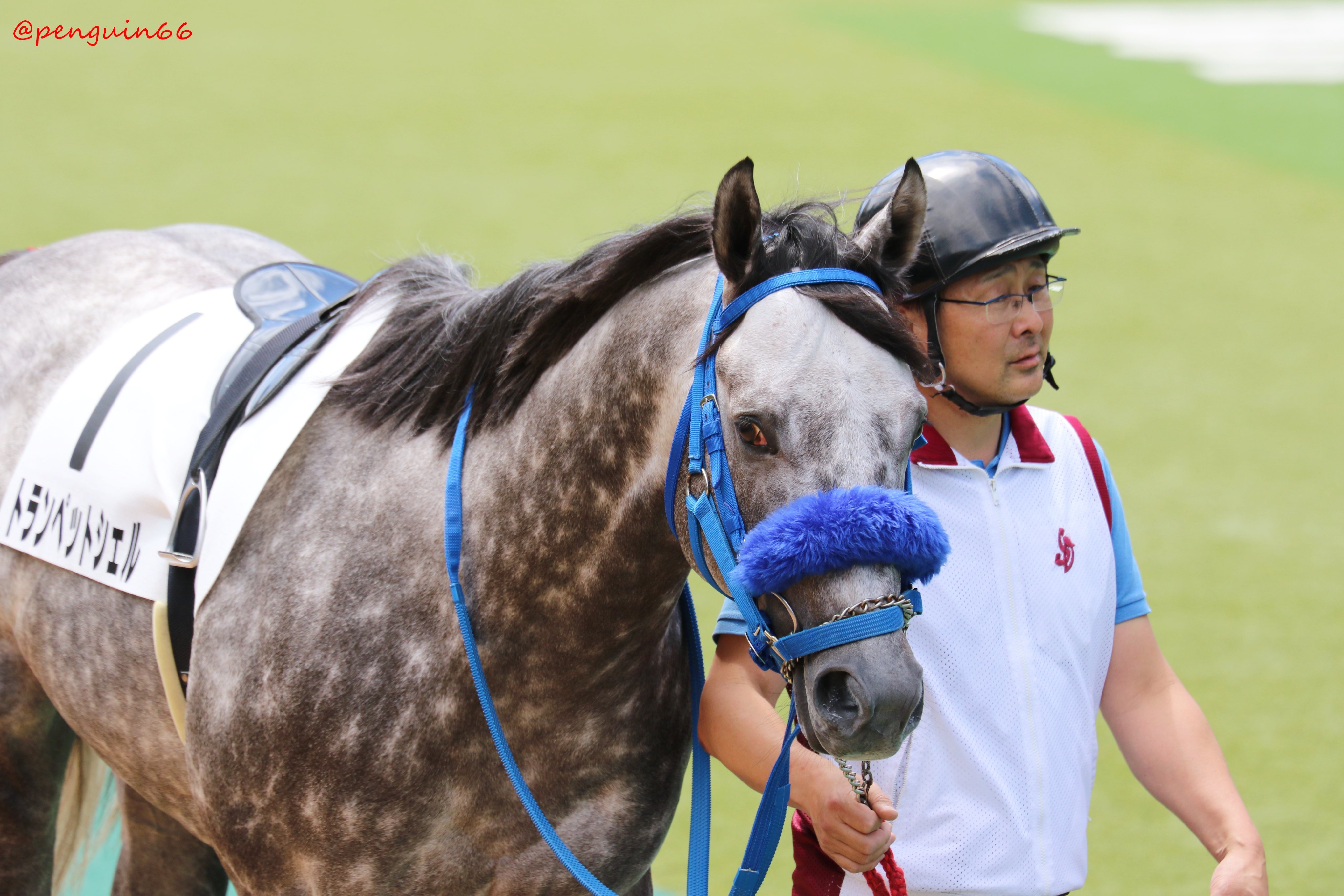 ぺんぎんさん かわいいので 笑って 東京7r 3歳上1勝クラス 1トランペットシェル ノヴェリストの息子さん お母さんは イチオクノホシさんです 大江原哲 厩舎 馬主 谷掛龍夫 生産者 社台ファーム トランペットシェル 競馬 T Co