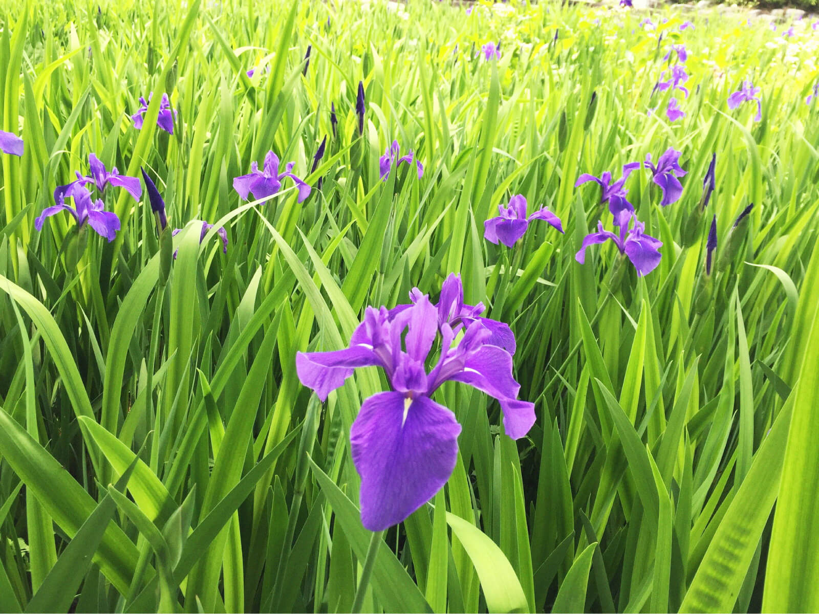 暦生活 こよみせいかつ 水辺に咲くのはカキツバタ 杜若 燕子花とも書き 咲いている場所と 紫の花の基部に一本の白筋があるのですぐに見分けがつきます なんとも美しい紫ですね 尾形光琳の 燕子花屏風図 でよく知られるように水辺の花です 菖蒲