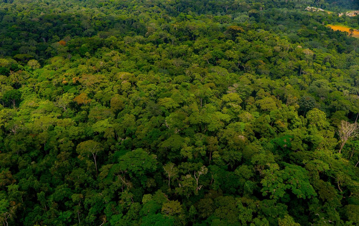 HeleneKomnin's tweet photo. La #biodiversité, le #changementclimatique et le #mrv c'est dans cet élan que le #Gabon a procédé aux différentes activités dans le but de protéger notre #environnement
@ForetmerGOUVGA @BiyihaPepito
@OssoukaRaponda @LeeJTWHITE
#sida #pacja #Roscevac #jesuisyda https://t.co/c9857eQuWr