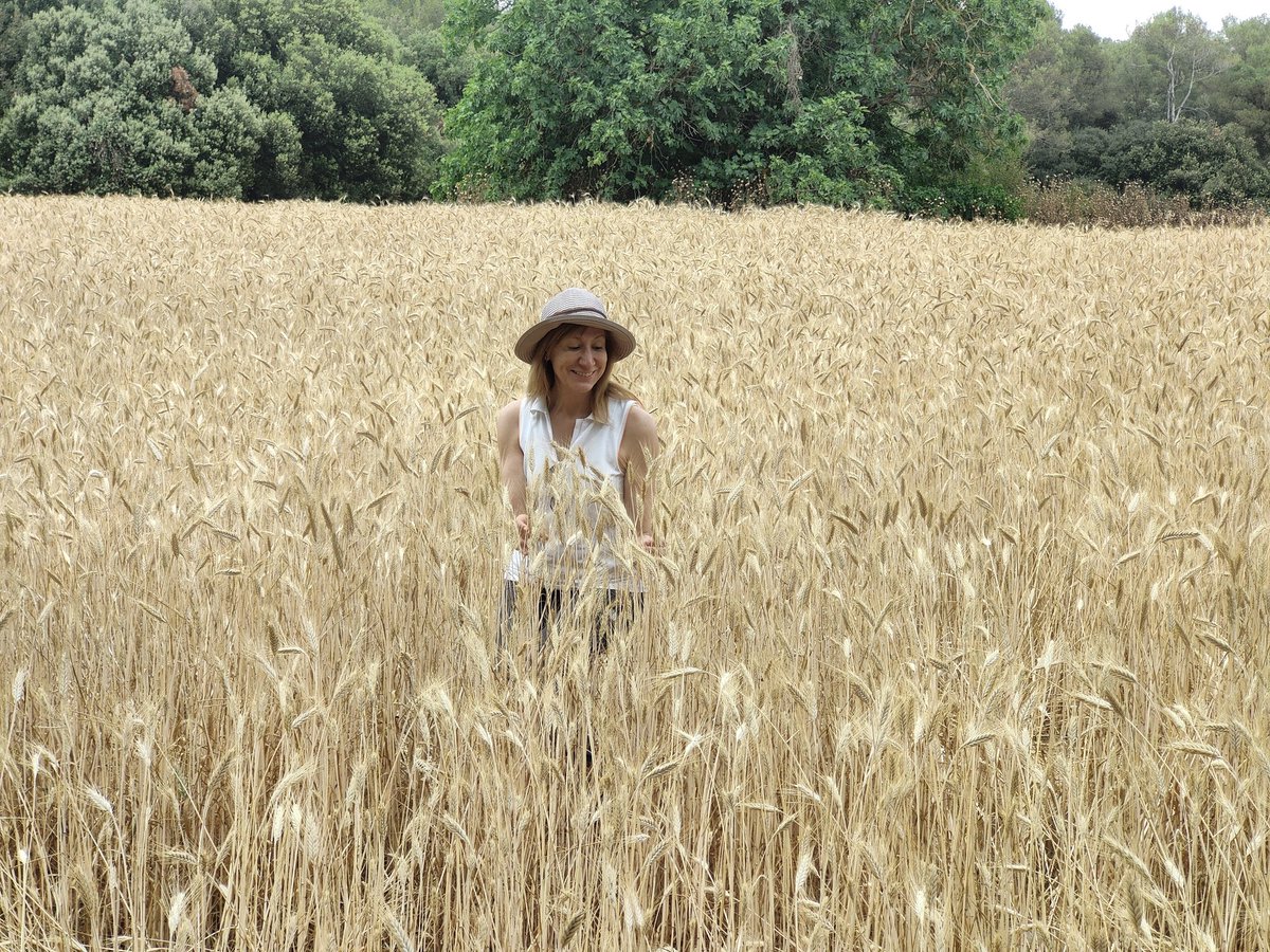 NoemiSender's tweet photo. A nice walk through Collserola, leaving behind the Romanesque hermitage of Sant Medi , I discover this peaceful place. What a wonderful wheat field! https://t.co/xDO7CYYc5g