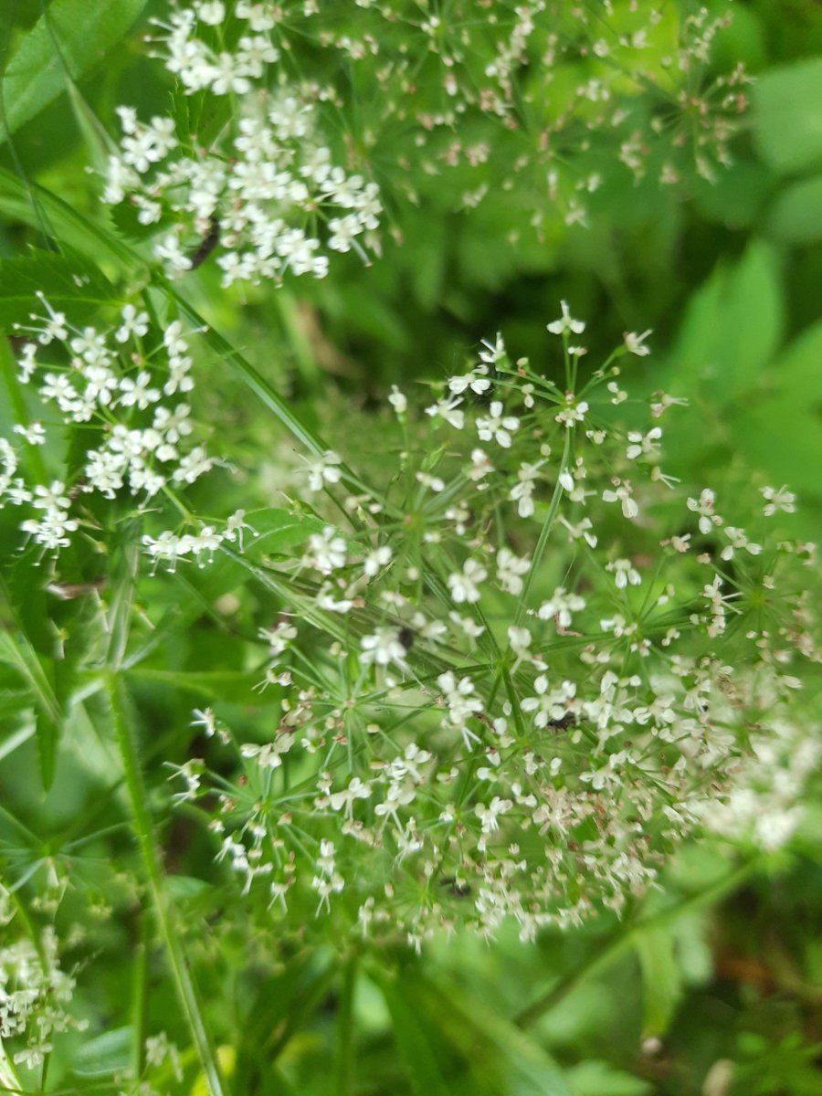 2
... rindu

lembayung menggulir diujung atap
diantara meja ada lekungan lengan
jemarinya pernah kugenggam
jantungku berhenti berdetak

inginku
inginmu
berpeluk tuntaskan rindu
ada jarak dan maker
buatmu
buatku

dua pasang mata
terpaku menguras semua rasa
melumat ...

#CelahAwan