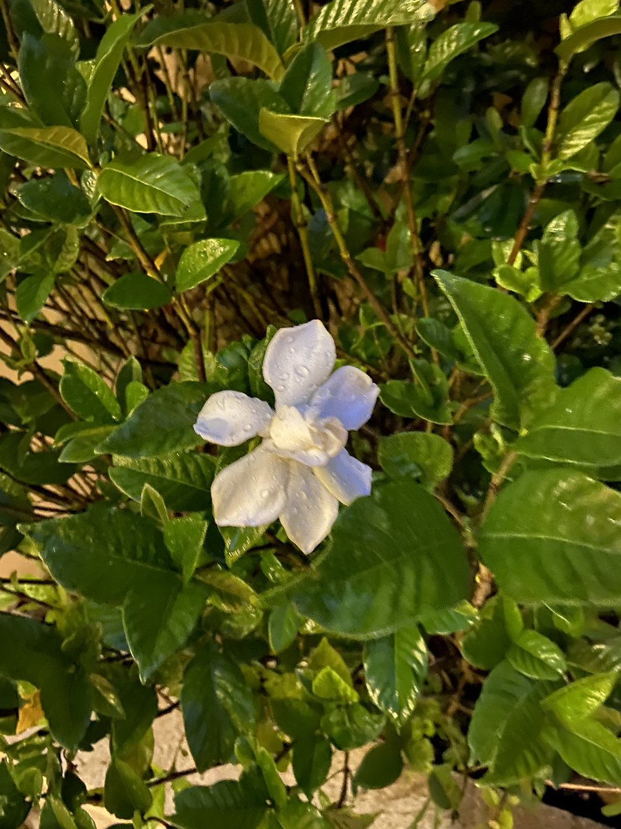 Buenos días, México!
🇲🇽🇲🇽🇲🇽
Observemos las maravillas de la madre naturaleza…
🎼 #PerfumeDeGardenias 🎼 
  Ayer ————————-> Hoy