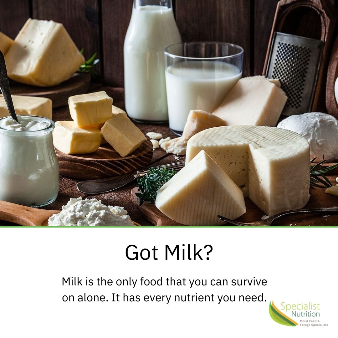 specialist_us's tweet photo. Got milk? Milk is the only food that you can survive on alone. It has every nutrient you need.

#NationalDairyMonth
#UndeniablyDairy
#30DaysofDairy
#Dairymonth
#Dairyproud
#Gotmilk
#NYSdairyfarmers
#nysdairy https://t.co/SJ1fpeGmtp