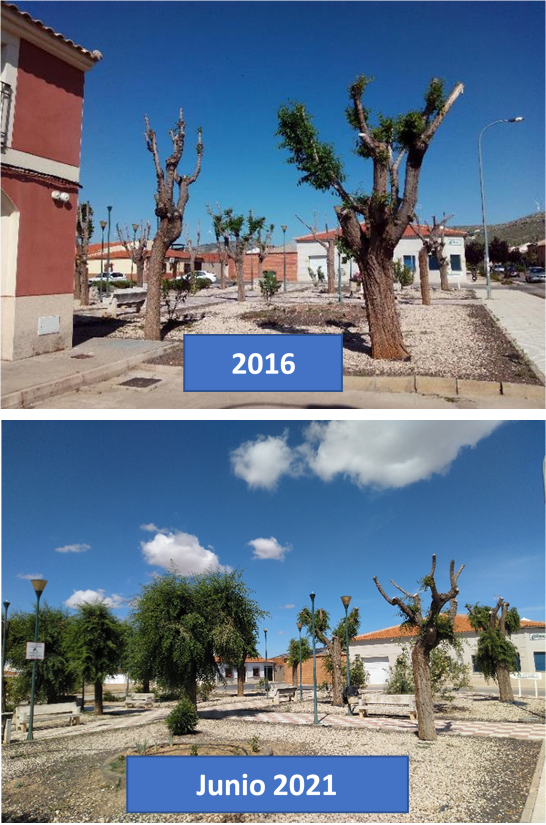 Oscoyos's tweet photo. El deterioro de los árboles tras podas severas y repetidas es evidente. En esta arboleda de cualquier lugar, los pobres olmos se ven decrépitos en plena juventud. Hoy son árboles sin sombra que agonizan lentamente. Es necesario cambiar la visión y adoptar técnicas racionales. https://t.co/dyXMPzPhE4