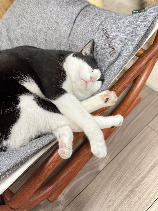 うちの子ブサカワすぎる…いとおし 