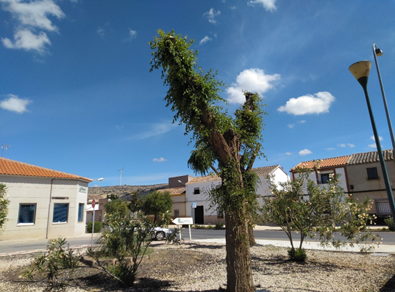 Oscoyos's tweet photo. El deterioro de los árboles tras podas severas y repetidas es evidente. En esta arboleda de cualquier lugar, los pobres olmos se ven decrépitos en plena juventud. Hoy son árboles sin sombra que agonizan lentamente. Es necesario cambiar la visión y adoptar técnicas racionales. https://t.co/dyXMPzPhE4