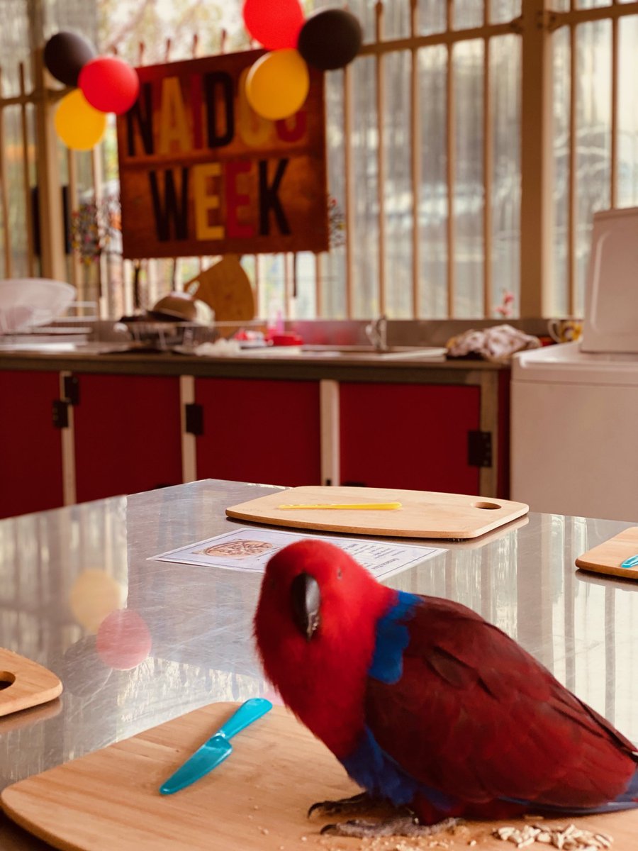 Even though we had to finish the term with no visitors to our school...this beautiful creature managed to sneak in to celebrate NAIDOC week with us in our kitchen garden.🦜