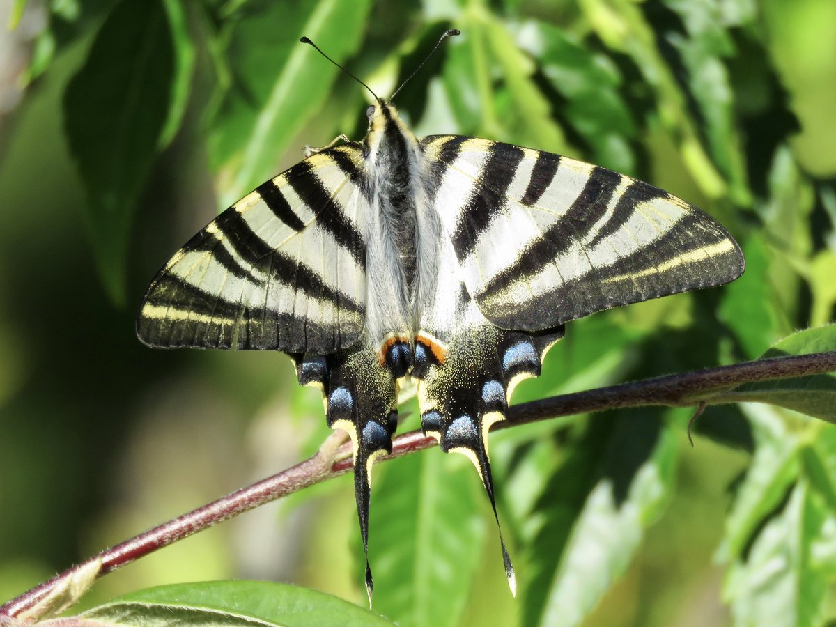 NancyBl36898492's tweet photo. Iphiclides podalirius 
Puedes pasarte días y días buscando a una de estas bellísimas mariposas de la familia de las Papilonidae y no encontrarlas por mucho tiempo que le dediques, pero puede haber un día que, sin esperarlo, aparezcan volando y no olvidarás el encuentro 🦋 https://t.co/b4ZDuTsPiM