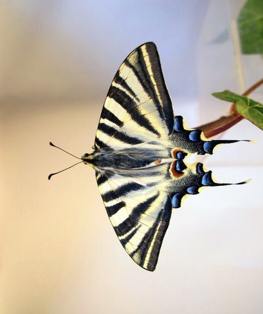 NancyBl36898492's tweet photo. Iphiclides podalirius 
Puedes pasarte días y días buscando a una de estas bellísimas mariposas de la familia de las Papilonidae y no encontrarlas por mucho tiempo que le dediques, pero puede haber un día que, sin esperarlo, aparezcan volando y no olvidarás el encuentro 🦋 https://t.co/b4ZDuTsPiM