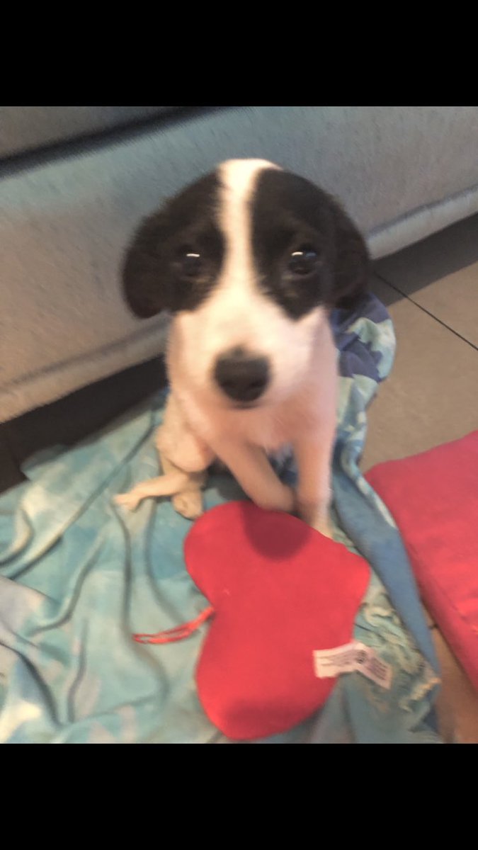 Hola soy Tango!Tengo 3 meses 
Me rescataron de un lugar donde me tenían en mal estado soy muy mimoso y un poquito miedoso hasta que entro en confianza. Si alguien quiere darme un  hogar en su casita y en su corazón prometo que voy a ser un gran amigo ♥️🐶 <a href="/VivireNuevaCba/">VivirenNuevaCórdoba®</a>