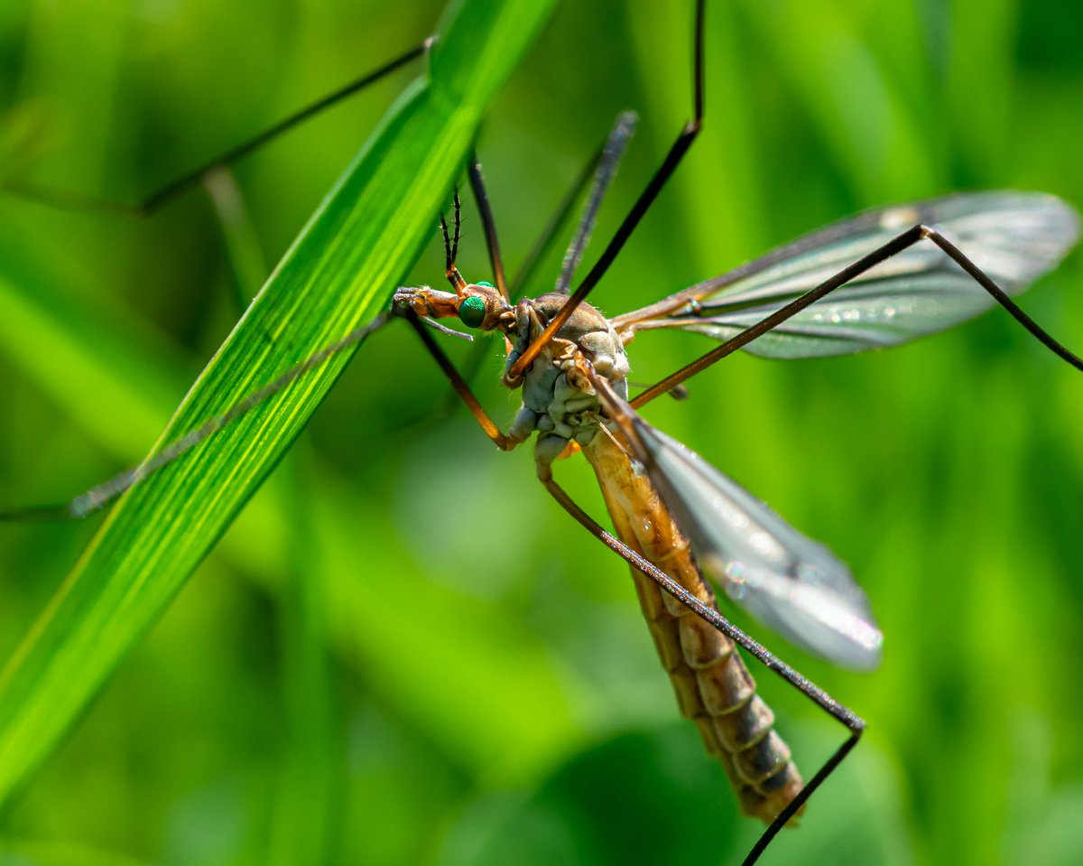 BcdPhotos's tweet photo. Nikon 1j5 / Sigma 105mm/s300/f13/iso300 What do you think of this 21 mpx sensor ?
#photooftheday #photo #PHOTOS #NaturePhotography #insects #macrophotography #fridaymorning #nikonphotography #Nikon #photoftheday #photographer #wildlifephotography #wildlife https://t.co/aBNoEQ3klT