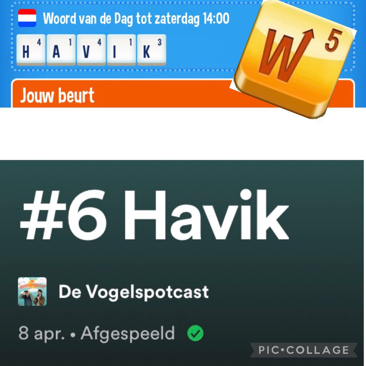 Waar hobby’s samen komen… vanmorgen in de auto de vogelspotcast over de havik geluisterd, meteen als woord van de dag gebombardeerd 😉 nu het woord nog proberen te leggen 🤔 #wordonHD  #vogelspotcast