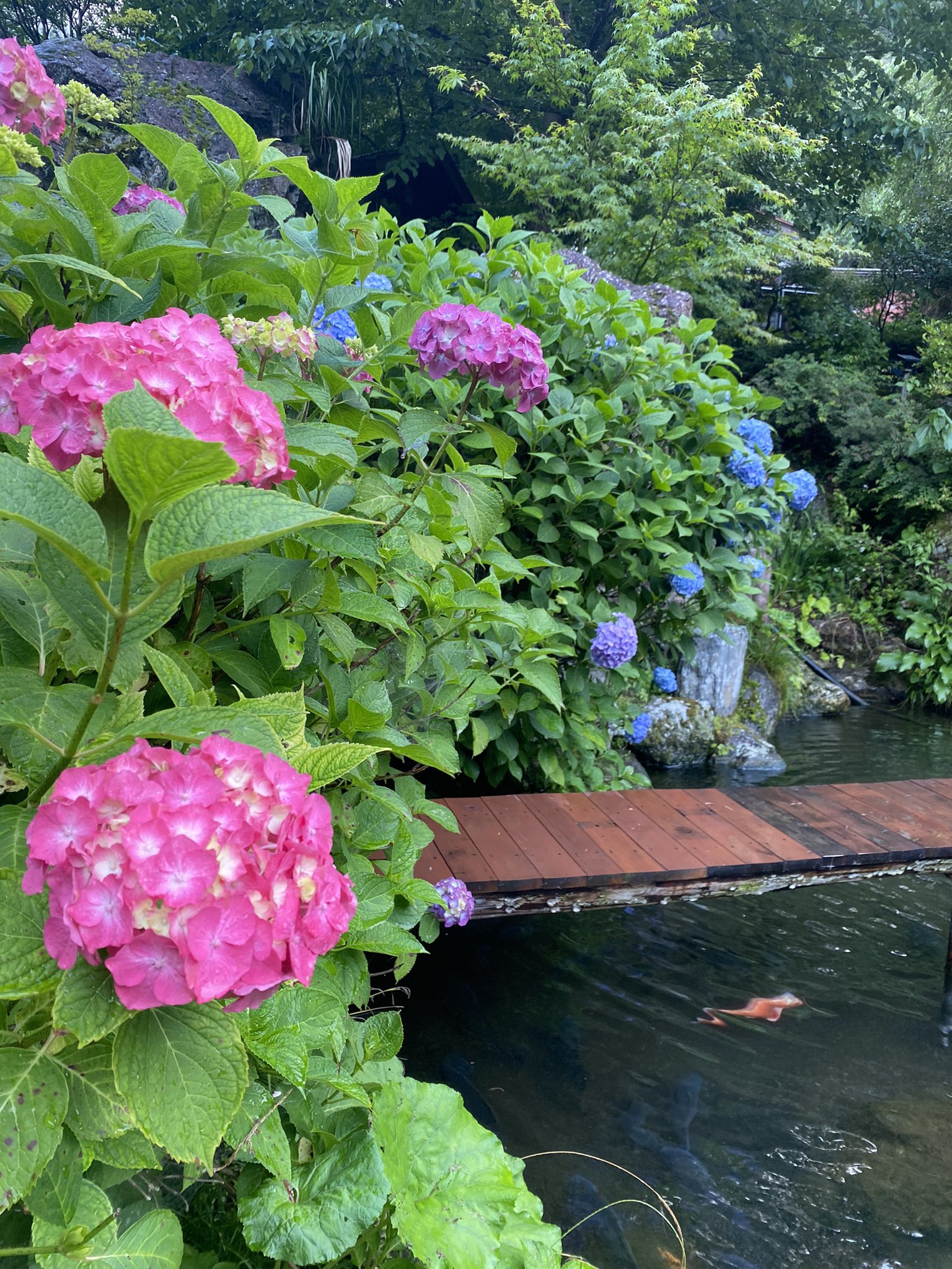 自然郷 東沢 Shizengo Higashizawa V Twitter さぁ 本番だ あじさい状況 鮮やか鮮やか １ヶ月間は敷地どこでも綺麗な紫陽花有ります 池の鯉も艶やか 萩の花は満開で花に囲まれて和空間が広がる撮影可能 紫陽花 あじさい 拡散rt希望 Rt コスプレイヤー
