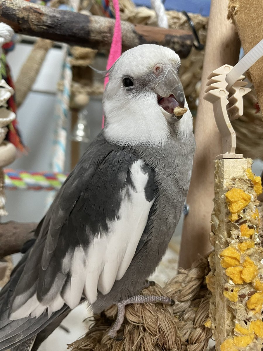 Tthebirb's tweet photo. https://t.co/p0kRUnPVvv