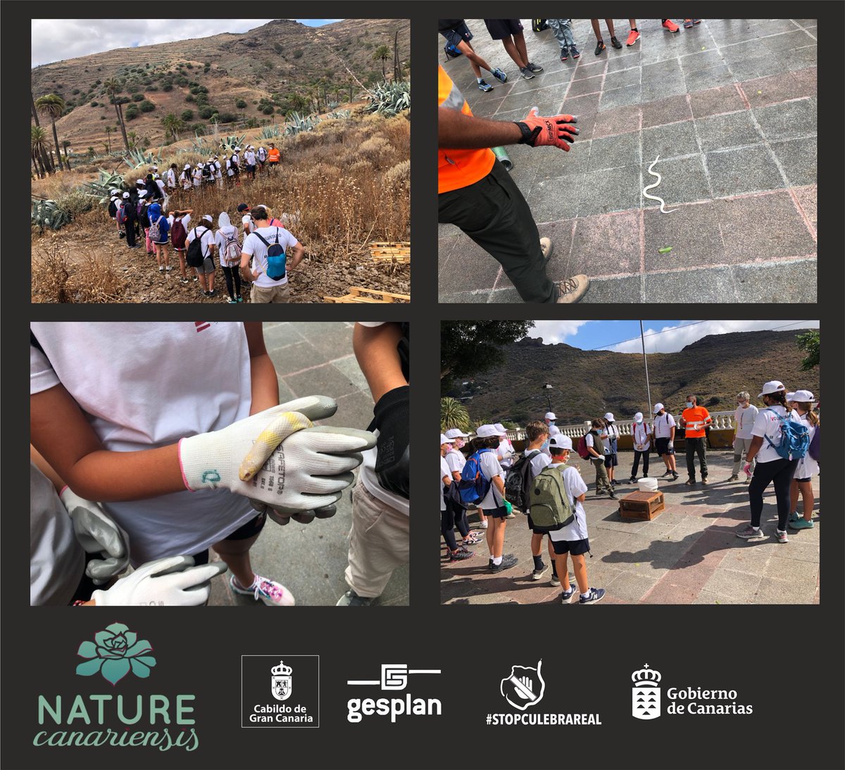 stopculebrareal's tweet photo. Seguimos con el programa de concienciación, en este caso con el equipo de Nature canariensis , que ha dinamizado a tres grupos de escolares del American School of Las Palmas, para que conozcan de primera mano la problemática que ocasiona la culebra real de California en GC https://t.co/1dOpsGmNuY