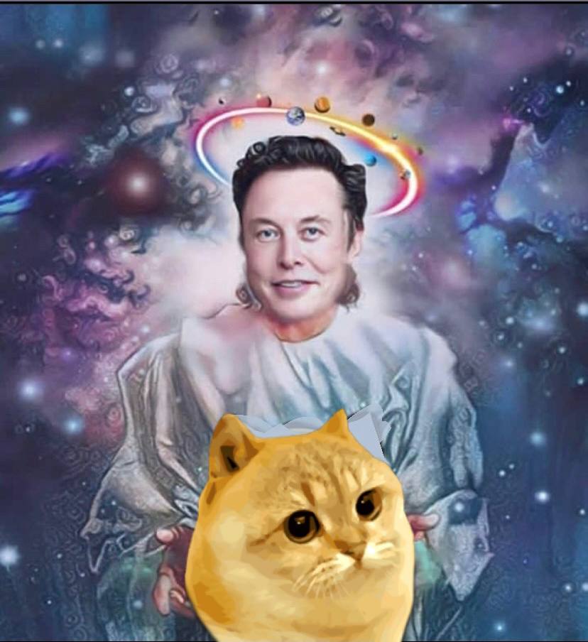 CATGE CATGE CATGE tweet media