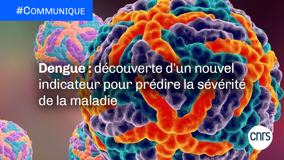 #Communiqué 🗞️ | #Dengue : des scientifiques révèlent que l’absence d’un sucre constitutif de la structure des anticorps anti-dengue, le fucose, est responsable de formes graves de la maladie, dites hémorragiques.

➡️ cnrs.fr/fr/dengue-deco…